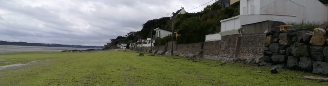 algues vertes plages Légué