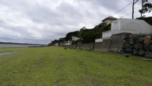 algues vertes plages Légué