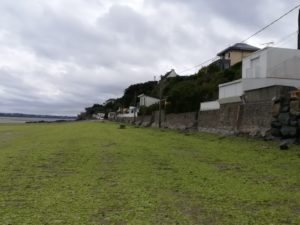 algues vertes plages Légué