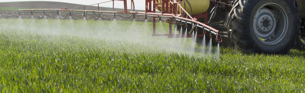 Tractor spraying wheat field with sprayer, herbicides and pesticides