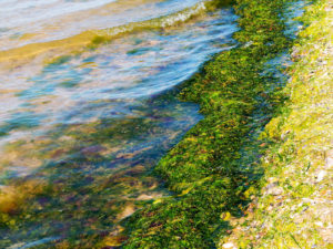 Rotting algae was thrown to the shore of the reservoir. Environmental pollution problem. Beach pollution. Eco Disaster.