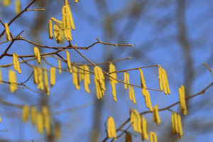 Blooming alder tree in spring day close-up. Retro style toned.