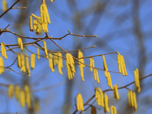 Blooming alder tree in spring day close-up. Retro style toned.