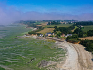 aerial view on the green algae of the nature reserve of the bay of saint brieuc