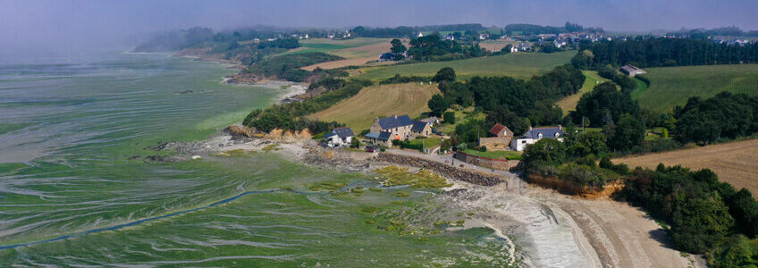 aerial view on the green algae of the nature reserve of the bay of saint brieuc