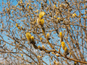 branch blooming willow close up against the blue sky on a sunny spring day, willows, also called sallows and osiers, form the genus salix