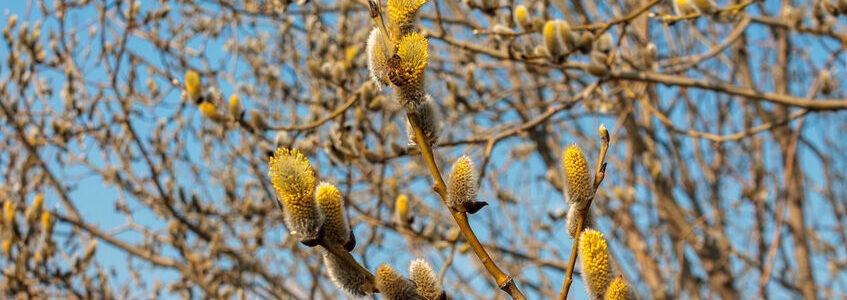 branch blooming willow close up against the blue sky on a sunny spring day, willows, also called sallows and osiers, form the genus salix