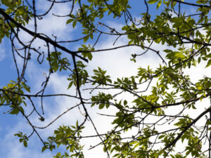 top of an ash tree with foliage during flowering in spring time, closeup