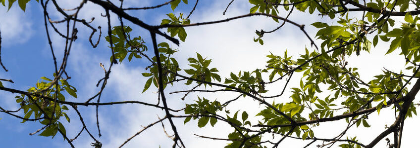 top of an ash tree with foliage during flowering in spring time, closeup