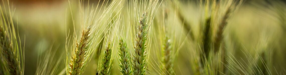 A selective focus shot of some wheat in a field