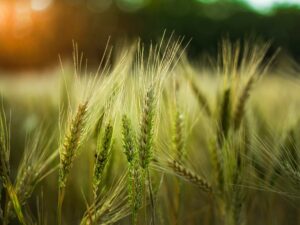 A selective focus shot of some wheat in a field