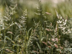 Graminées-andrew-small-7iHAUa6haqM-unsplash
