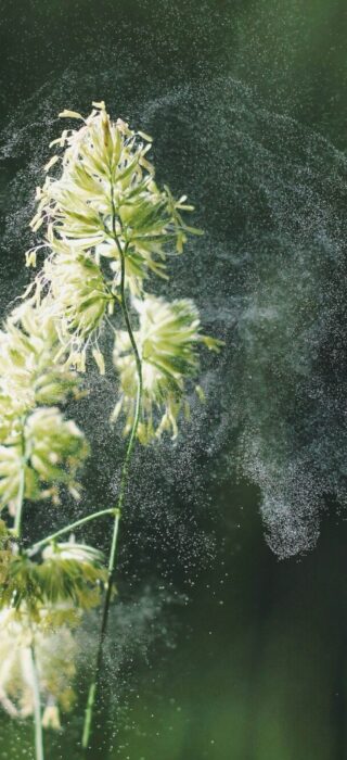 Pollen